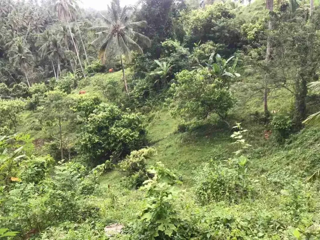 jual tanah kebun murah harga 100 ribu / meter di selemadeg tabanan bali. - Image 9 of 10