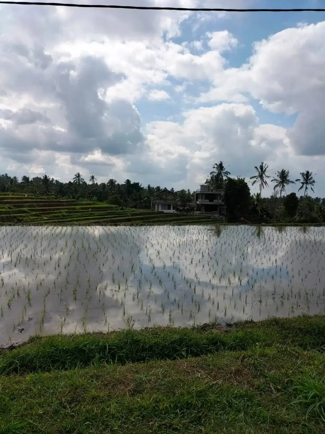 Dijual Murah Tanah SHM Lt 4300 m2 di Penebel Tabanan Bali - Image 4 of 5