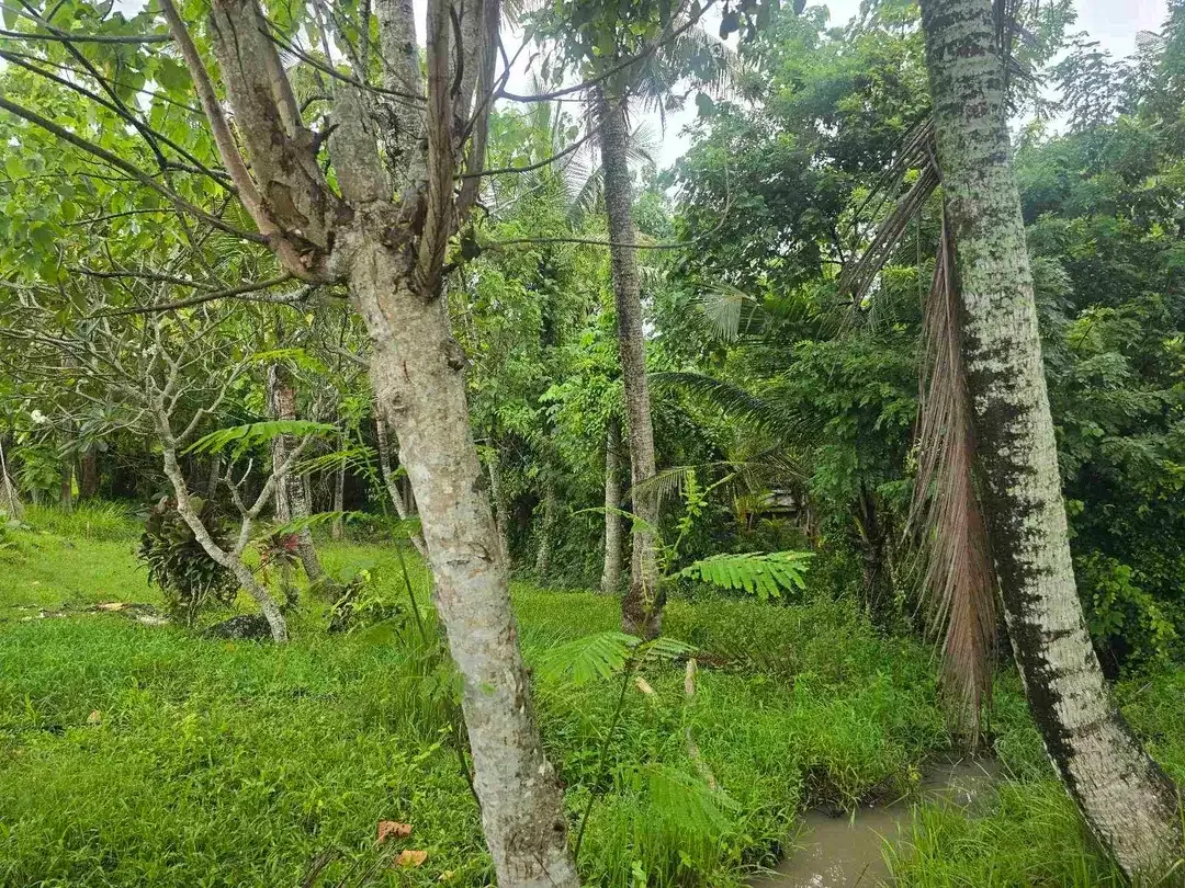 Dijual tanah zona kuning / yellow view sawah di tabanan bali - Image 6 of 10