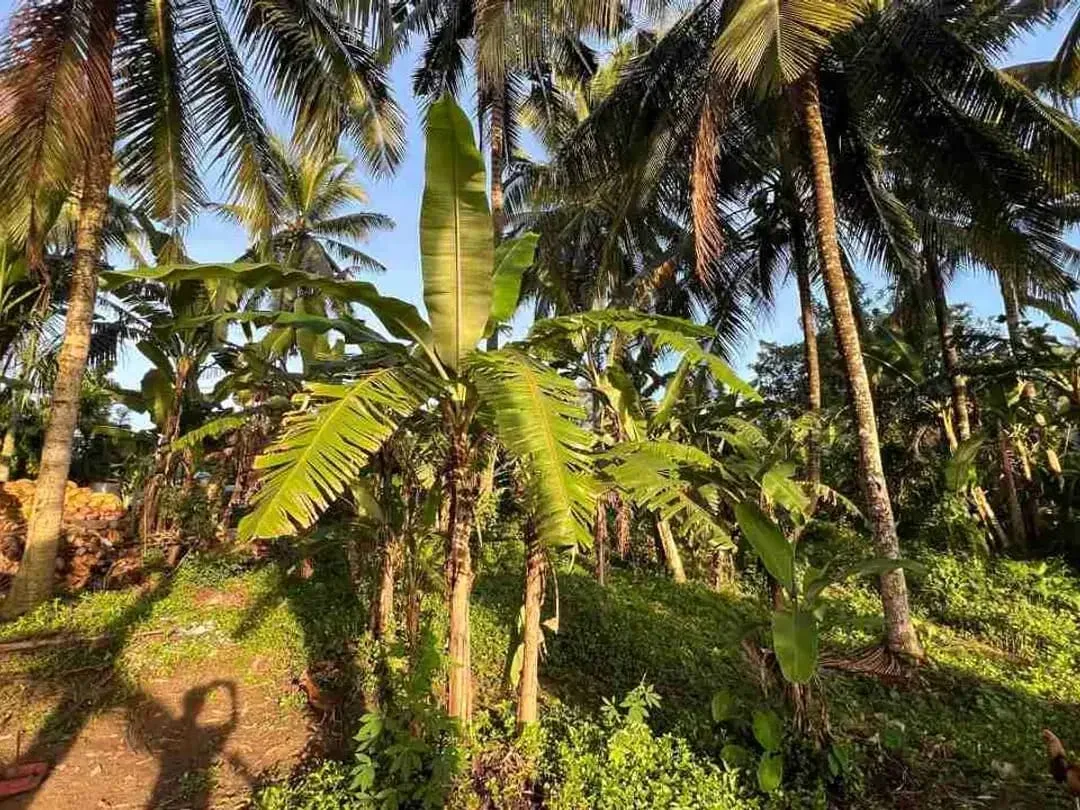 jual tanah pinggir jalan utama view sawah dekat kota tabanan bali - Image 8 of 10