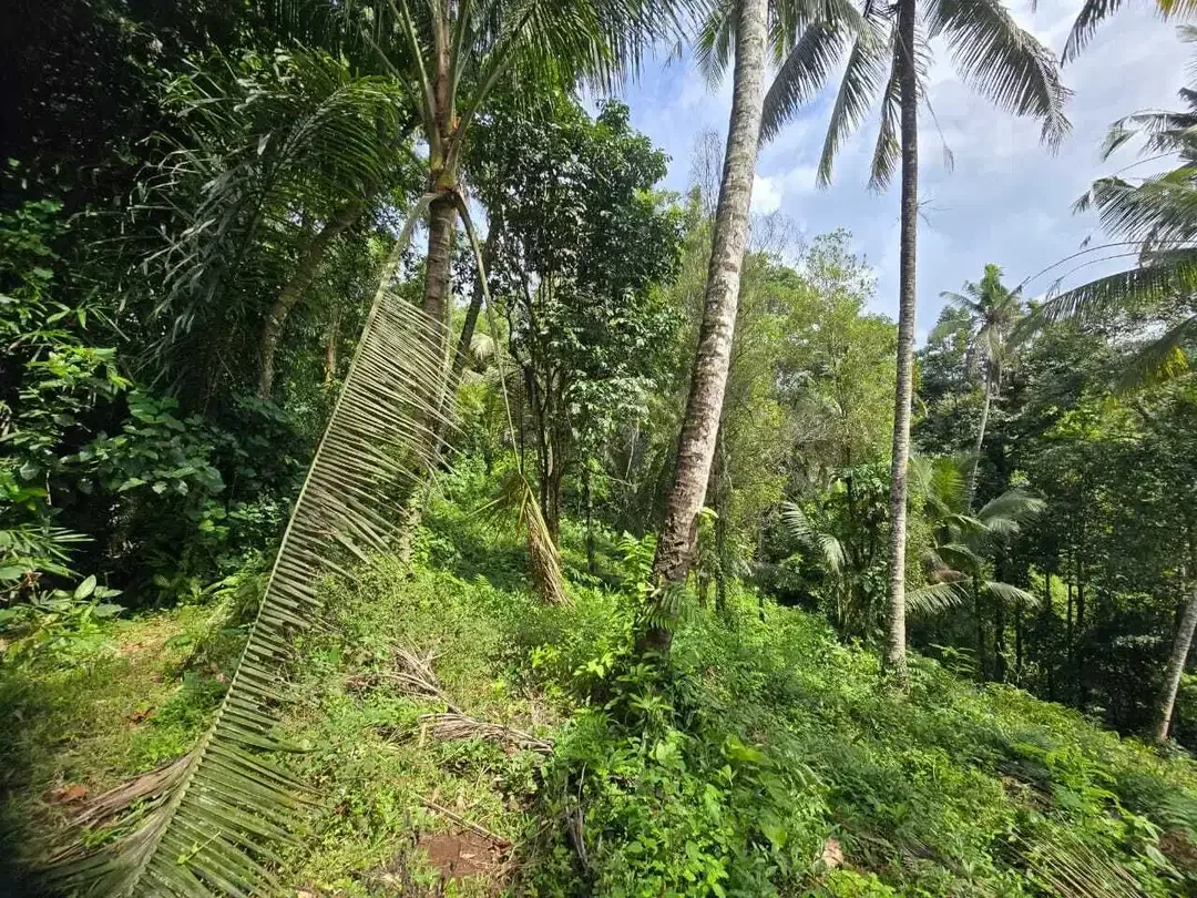 DIjual tanah dengan sungai bebatuan sangat cantik di tabanan bali - Image 7 of 10