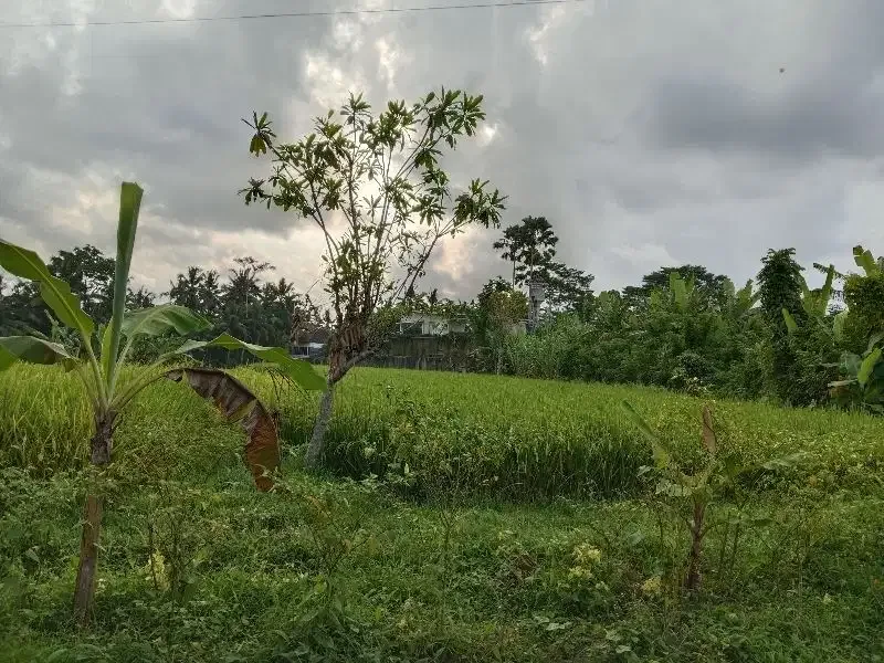 DISEWAKAN TANAH LOKASI UBUD LINGKUNGAN VILLA VIEW SAWAH - Image 4 of 7