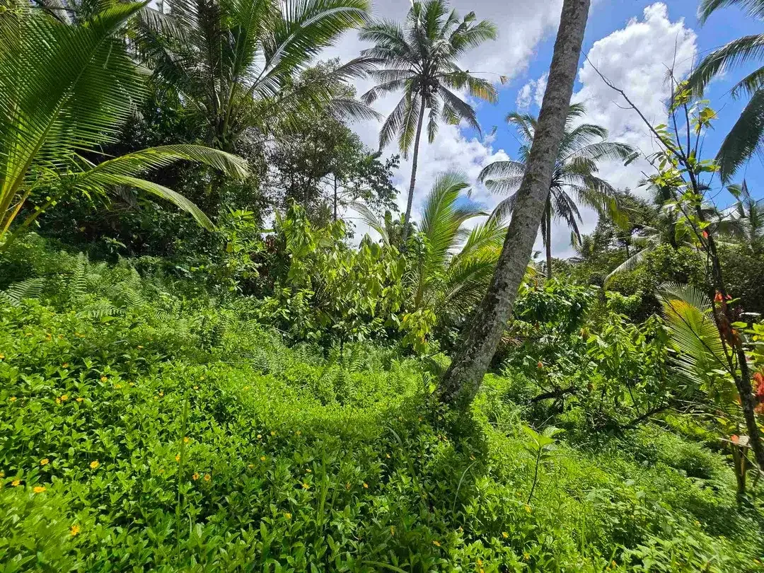 Dijual tanah murah los sungai air jernih di bali - Image 5 of 10