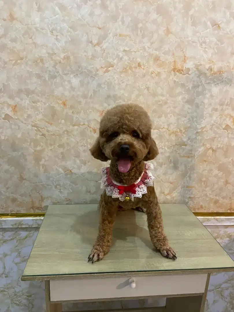 Pet grooming only dog - Image 8 of 10