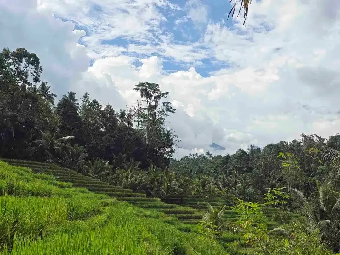 Dijual tanah murah los sungai view sawah terasering dan gunung di bali - Image 2 of 10