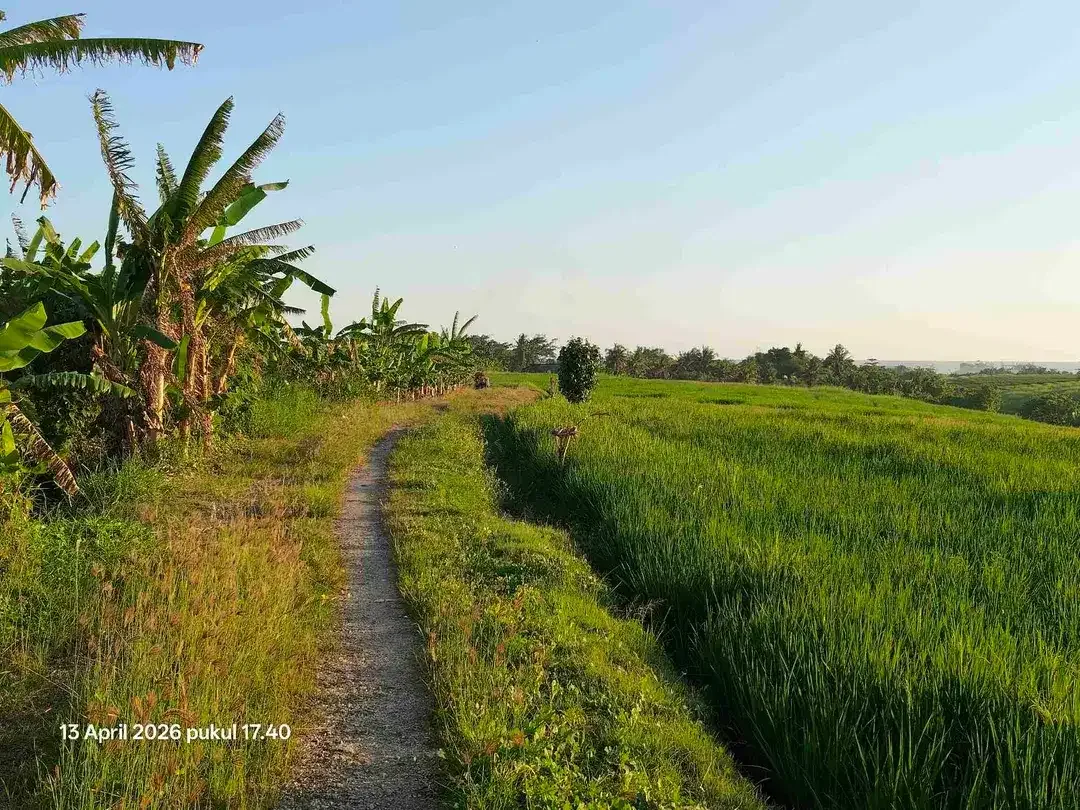 Tanah View Sawah Gunung dan Laut dekat Pasut dan Kelating Bali - Image 6 of 6
