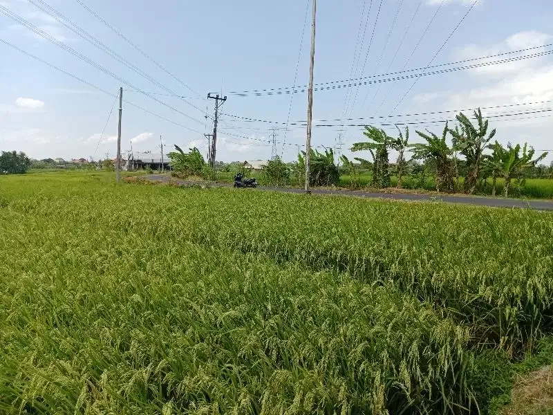 Tanah Lokasi Kaba-Kabar View Sawah Lingkungan Nyaman - Image 4 of 10