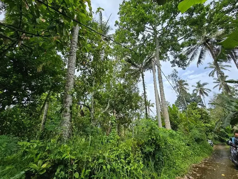DIJUAL TANAH KEBUN  view sawah terasering di penebel tabanan bali - Image 8 of 9