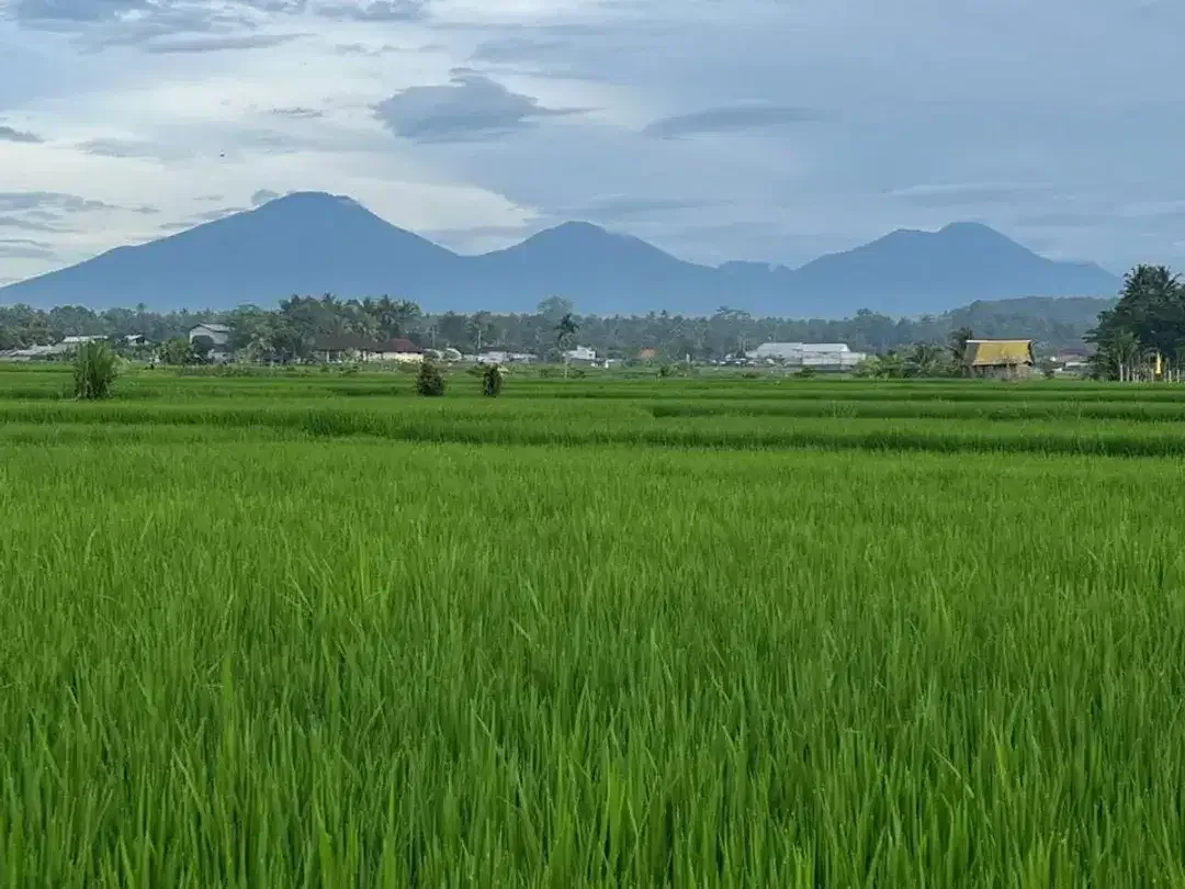 River Front Land For Sale Near Beji Waterfall - Image 10 of 10