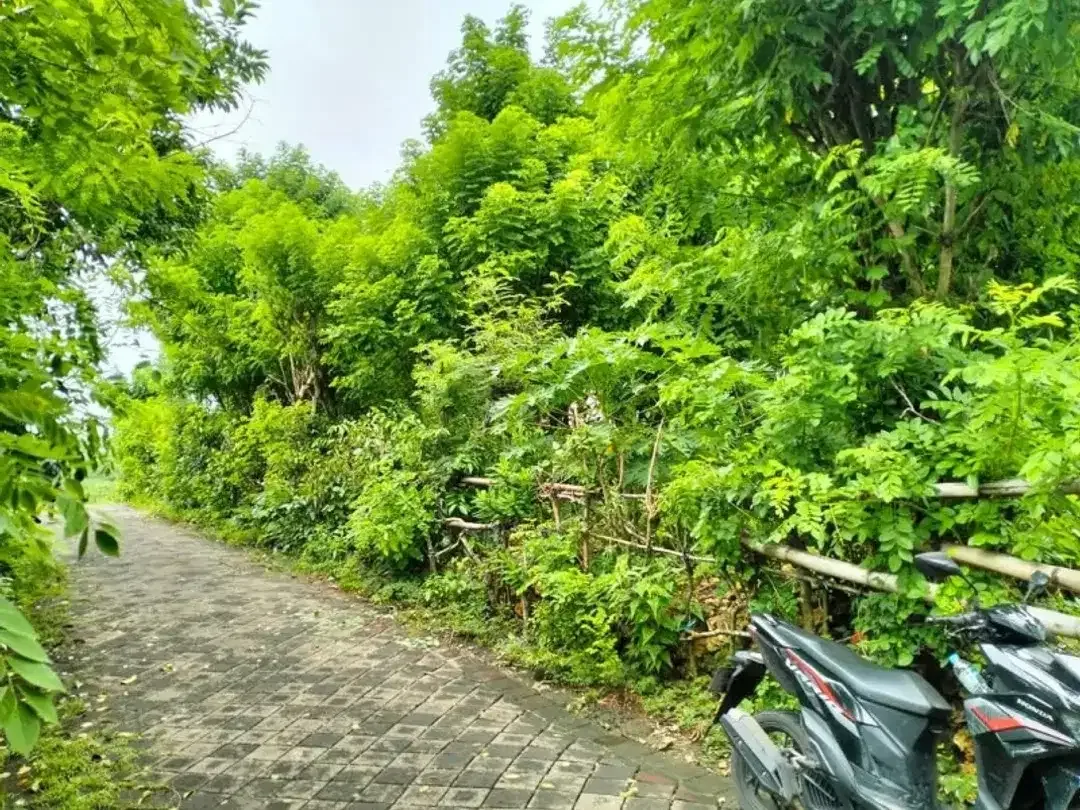 tanah bagus dekat Sunday beach - Image 4 of 5