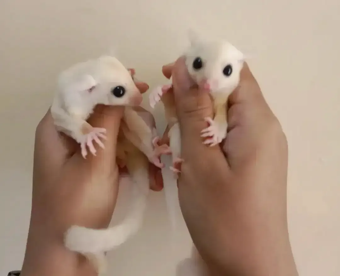 Sugar glider leucistic fullset - Image 3 of 4