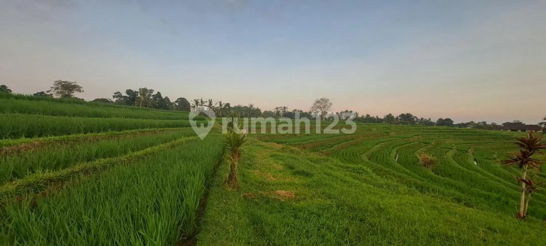 Beautiful Ricefield Frontage And View. 3 Mounts View. For Sale - Image 4 of 4