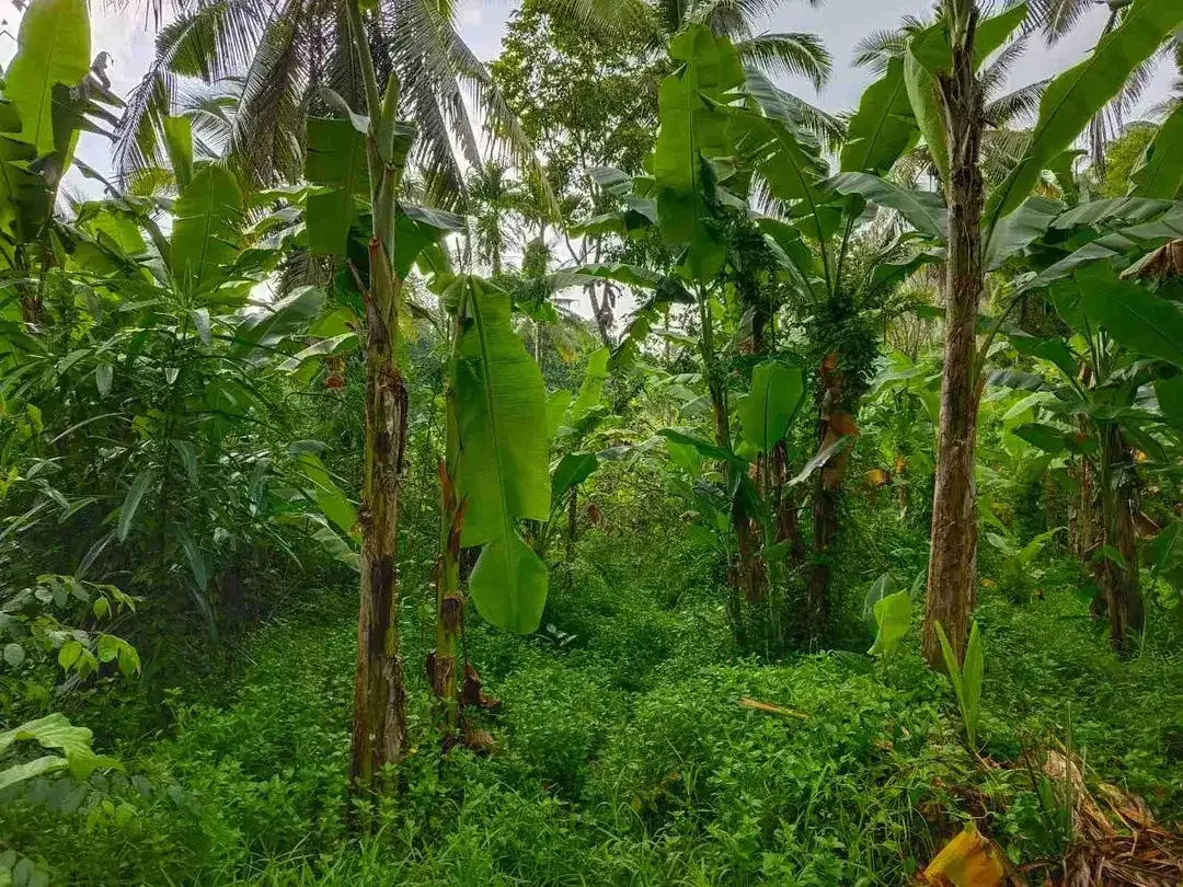 di jual tanah strategis dekat pantai zona pink Los sungai view sawah di tabanan bali - Image 9 of 9