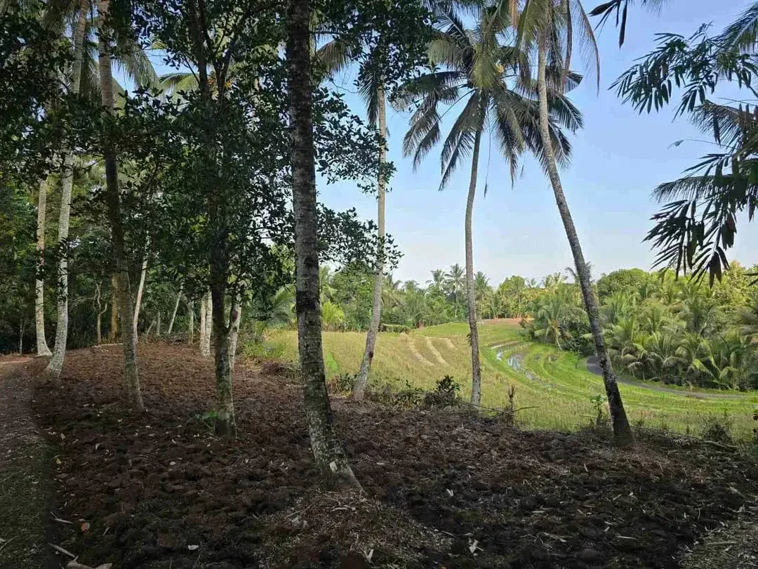 tanah kebun sangat subur dan strategis cocok untuk villa dengan view sawah terasering di area wisata selemadeg - Image 4 of 10