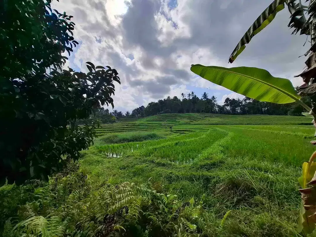 di jual tanah kebun manggis langka dan subur dengan view sawah terasering yang menggelingi lahan - Image 7 of 10