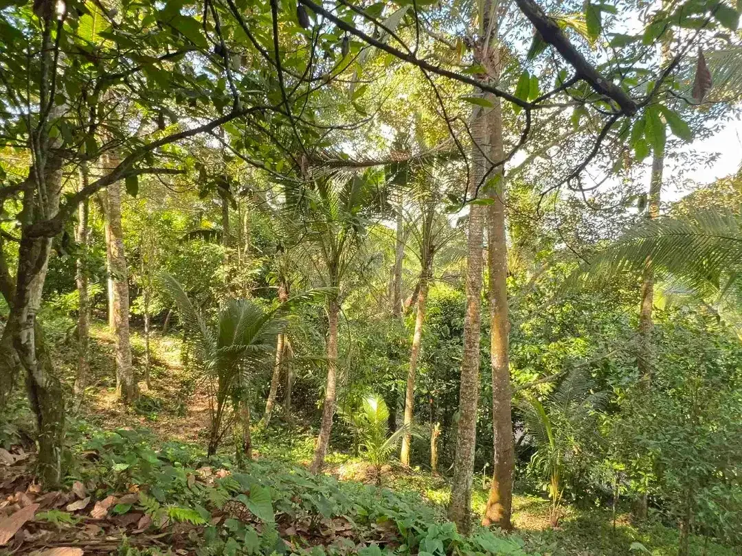 jual tanah kebun durian area villa Los sungai di manikyang selemadeg tabanan bali. - Image 9 of 10