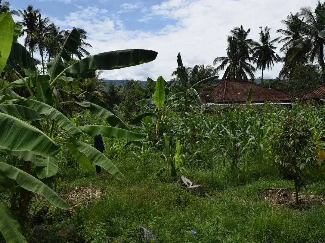 Dijual Tanah di Buleleng Dekat Pantai Lovina - Image 6 of 10