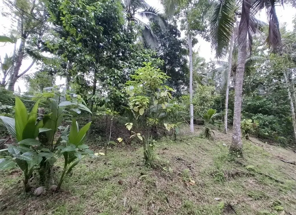 Dijual tanah kebun murah berisi pohon durian di tabanan - Image 7 of 10