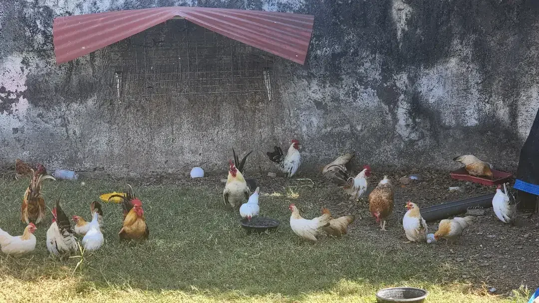 Ayam Kate 7 pasang - Image 2 of 2