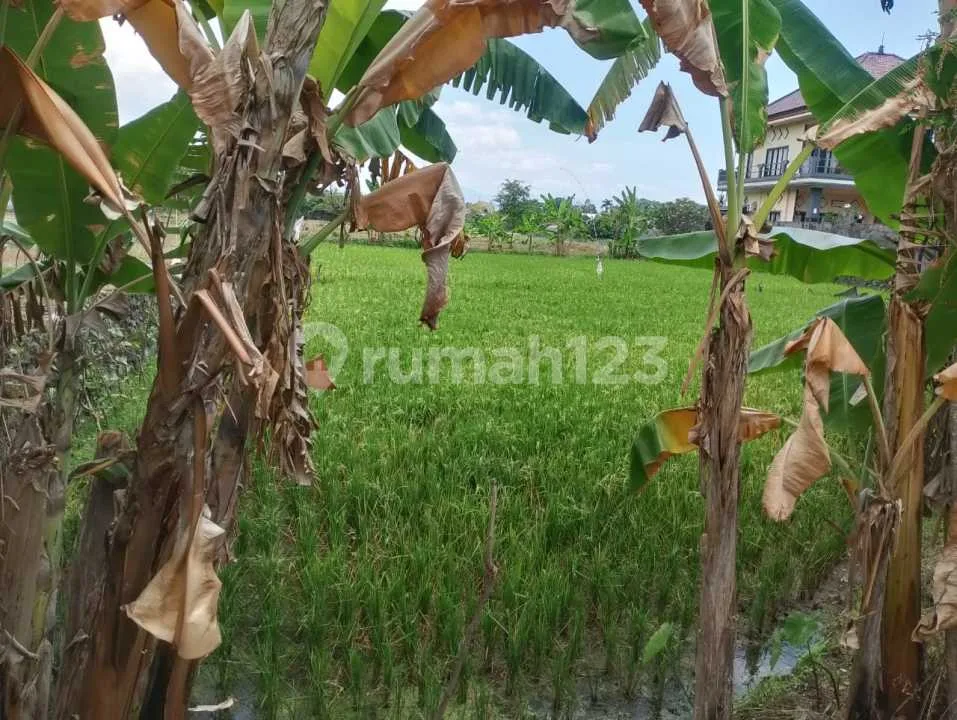 Premium Land For Sale Land 14 Are Close To The Beach And Rice Field View In Central Lovina - Image 3 of 4