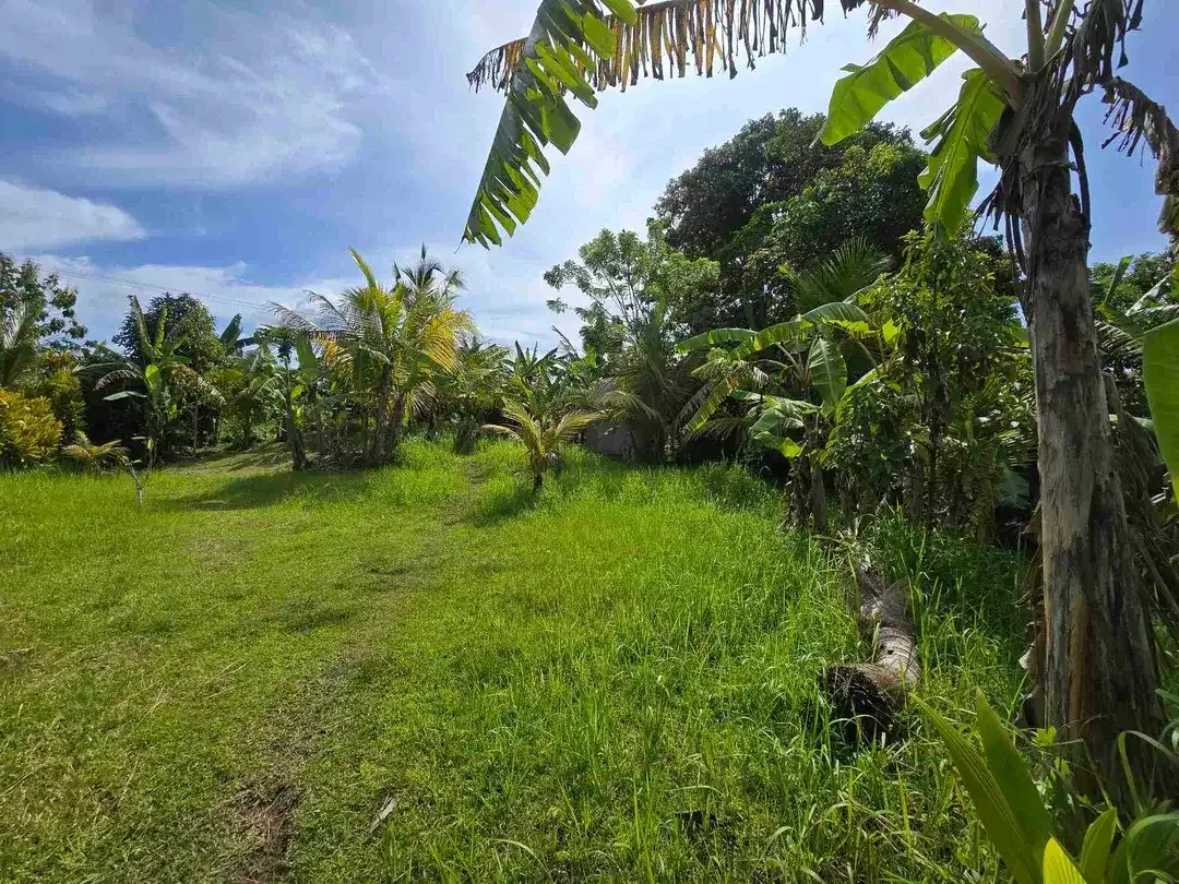 Dijual tanah dekat kota view sawah dan gunung di tabanan bali - Image 7 of 10