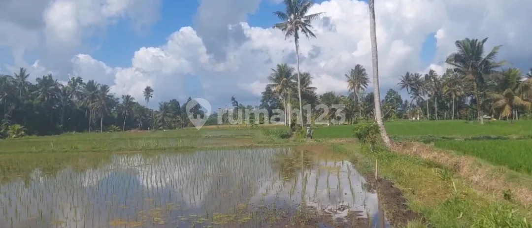 Tanah Sawah Produktip Tampak Siring Pejeng Gianyar Bali - Image 1 of 4
