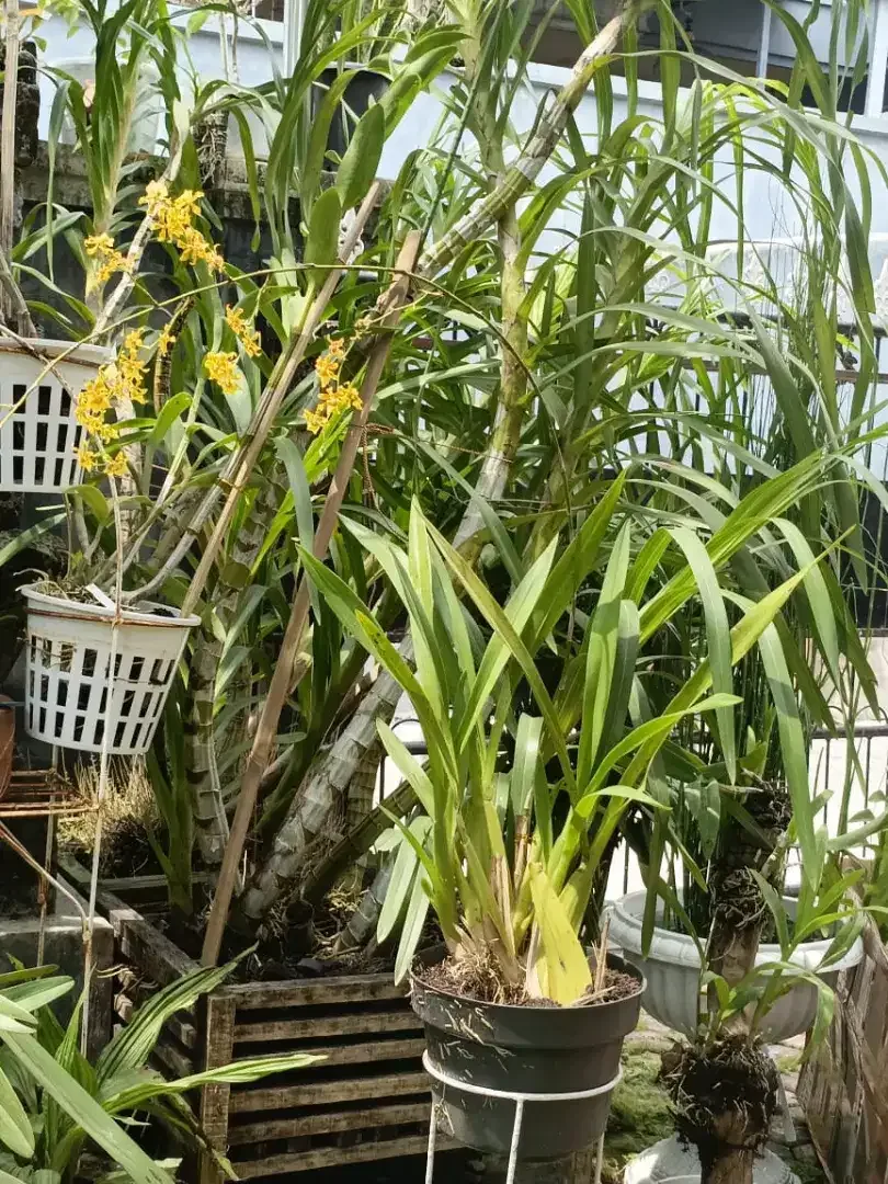 Anggrek oncidium - Image 4 of 4