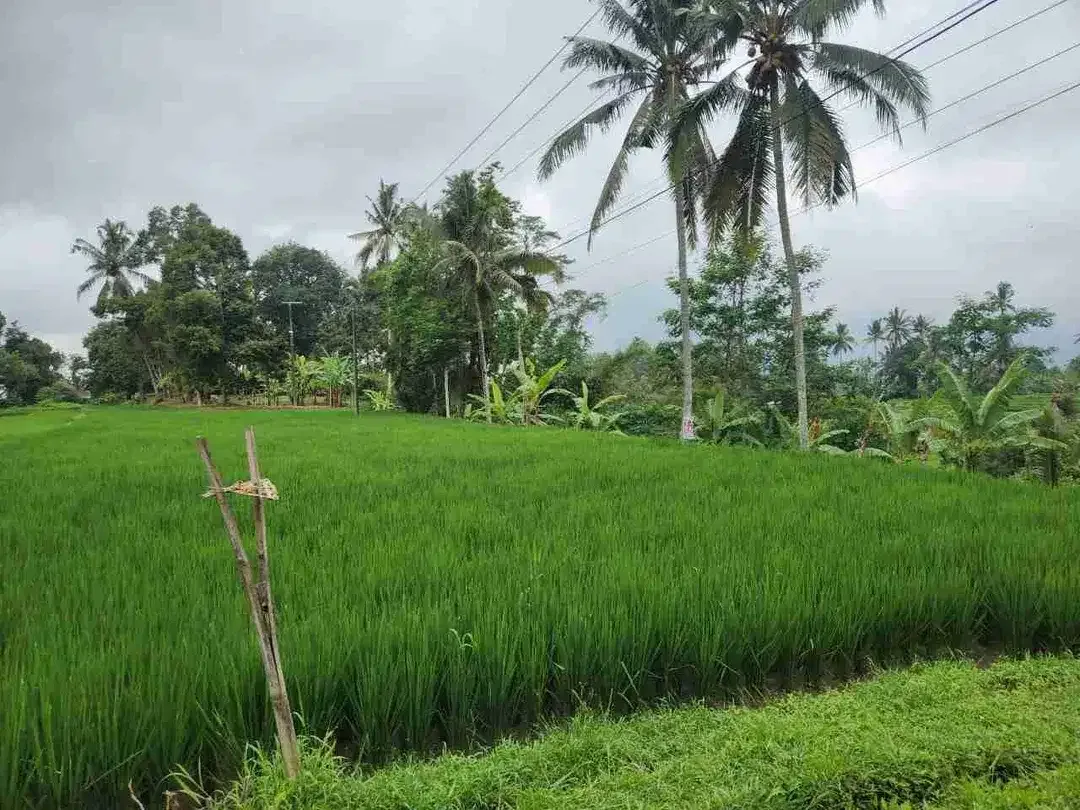 Tanah Cantik View Terasering Sawah Nuansa Bali Asri di Penebel - Image 8 of 10