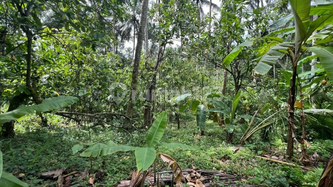 Jual Tanah Kebun Itr Kuning Los Sungai di Tabanan Bali. - Image 2 of 4