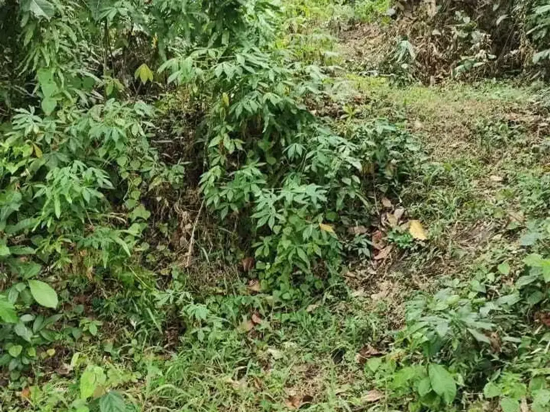 Land for sale in Kaba Kaba, Bali - Image 5 of 8