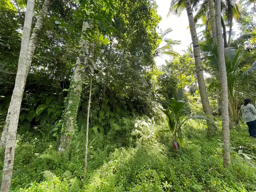 Leasehold land 8857 Sqm In Great Location Ubud - Image 9 of 10