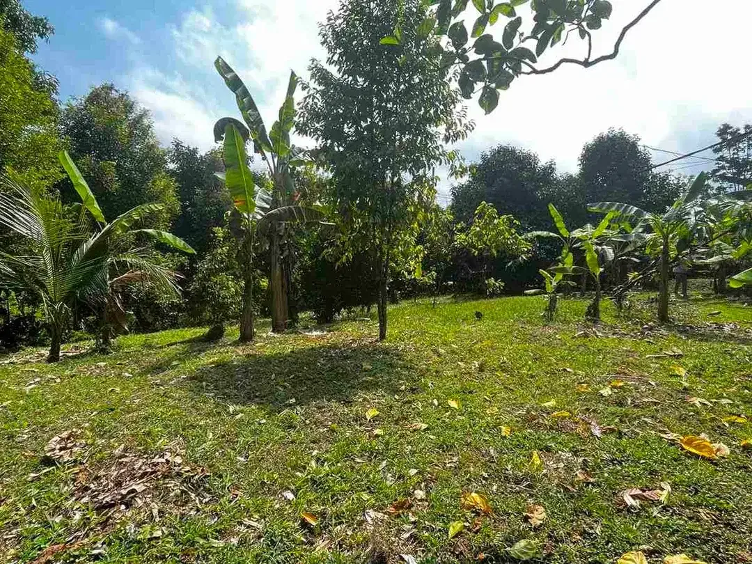 jual kebun manggis luas kecil, 100 meter dari jalan utama antar propinsi denpasar gilimanuk. - Image 2 of 10