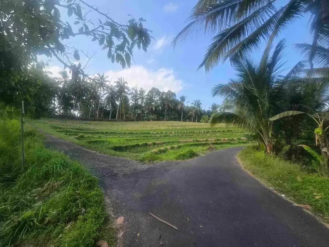 Butuh uang cepat dijual tanah datar view sawah di tabanan bali - Image 3 of 10