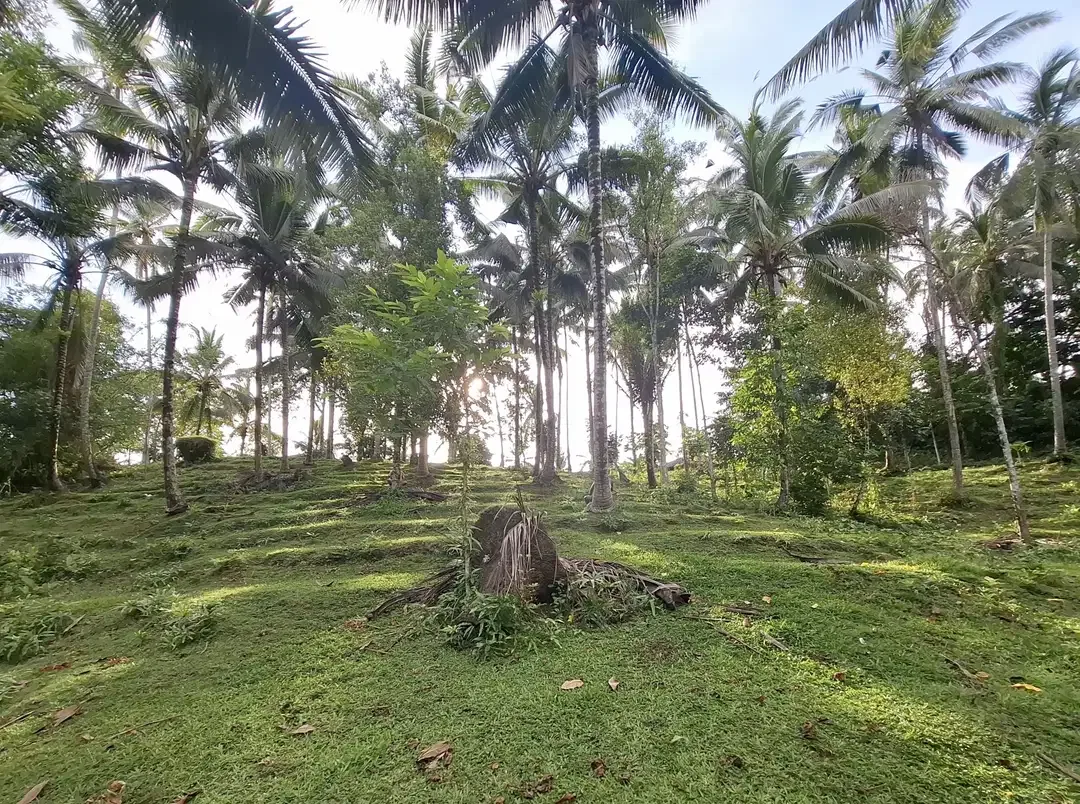 Dijual tanah kebun kelapa - Image 1 of 9