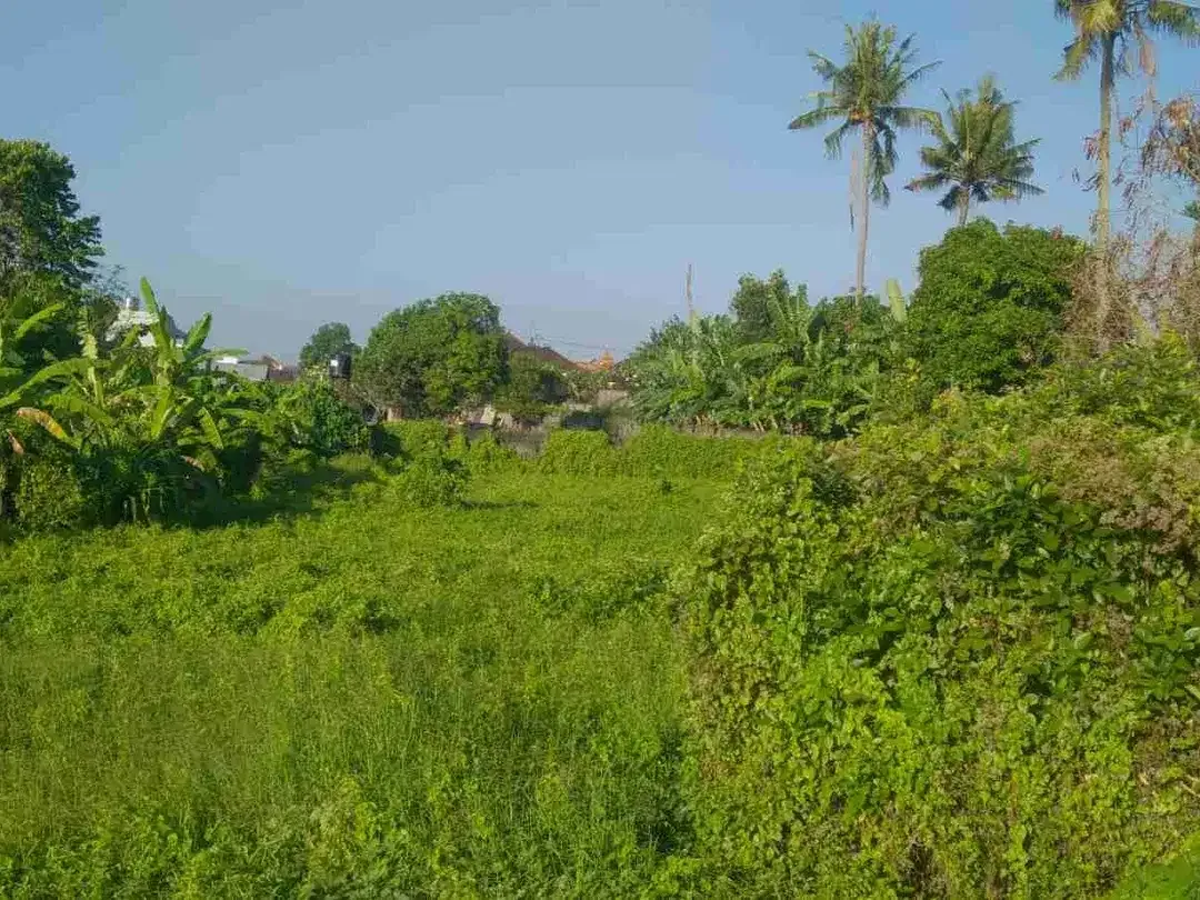 LAND FOR RENT, BUDUK, BADUNG, BALI - Image 1 of 7