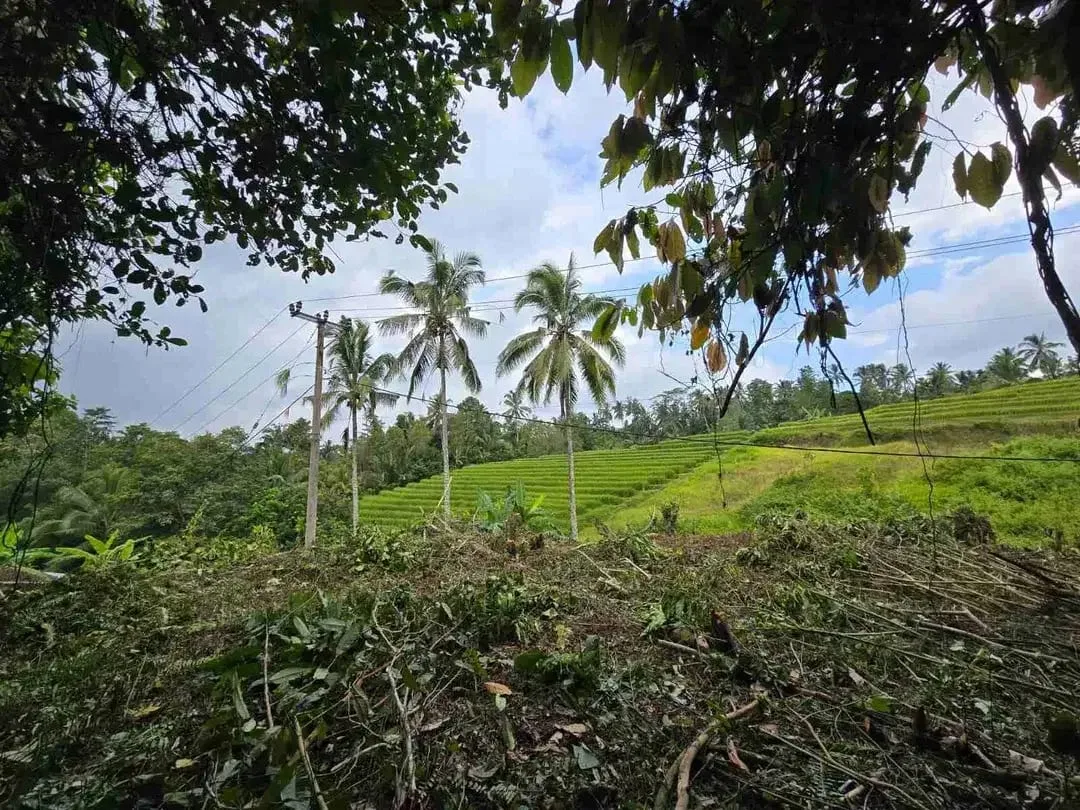 tanah kebun sangat murah dengan view sawah, gunung dan los sungai di tabanan bali - Image 5 of 10
