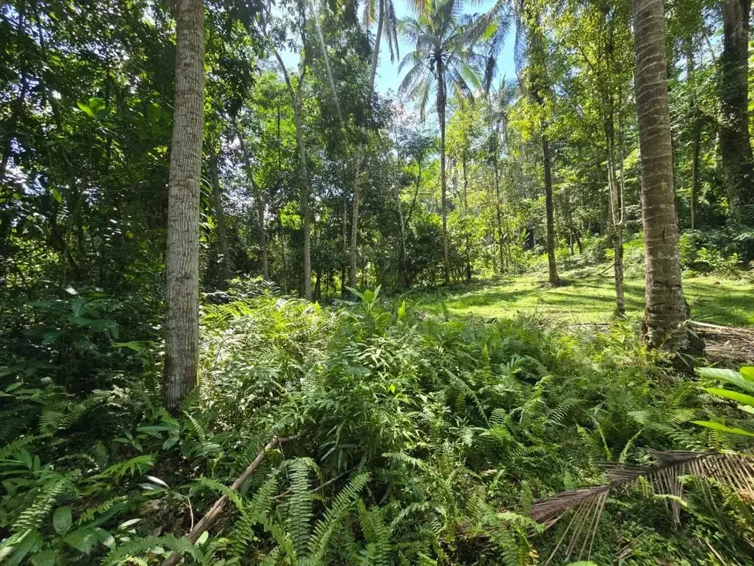DIJUAL TANAH MURAH DI TABANAN - Image 7 of 10
