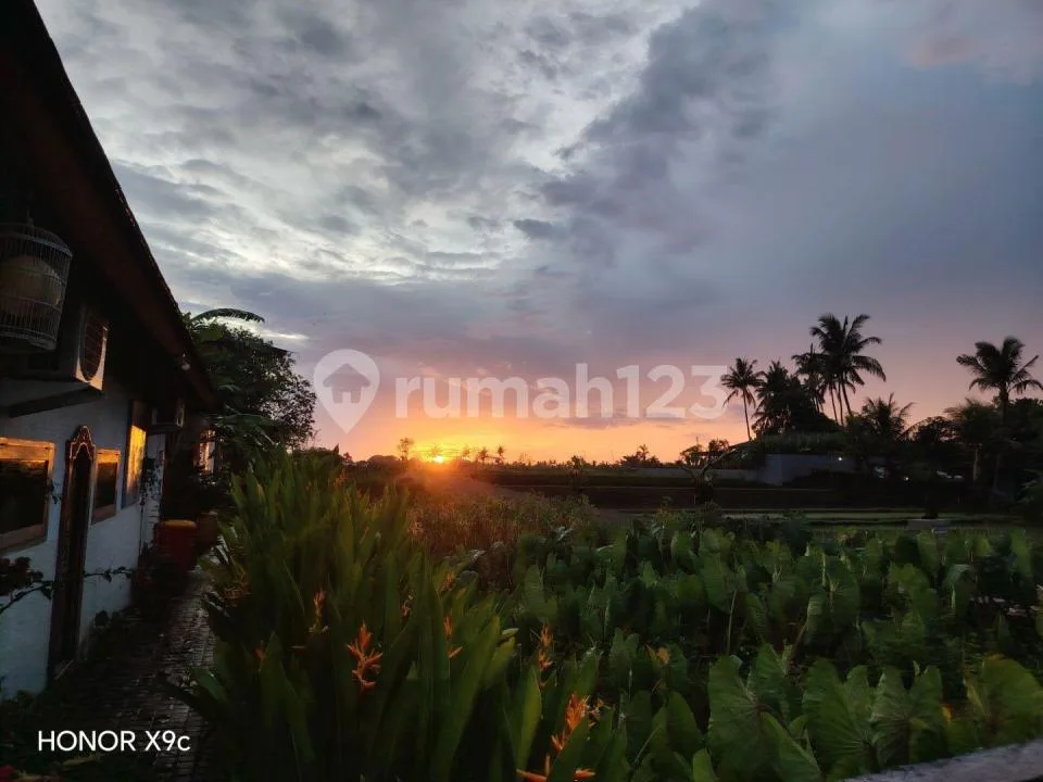 For Rent Villa Ubud Rice Field View 10 Menutes From Mongkey Forest Sentral Ubud Avalaible Bungalow, 1 Bedroom Rice Field View 10 Menutes From Mongkey Forest Sentral Ubud Gianyar You Feel The Natural - Image 2 of 4
