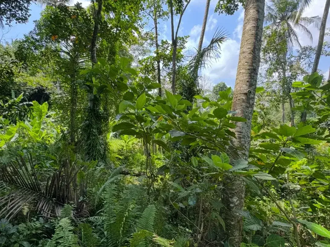 Land for sale in Ubud, Bali - Image 5 of 5