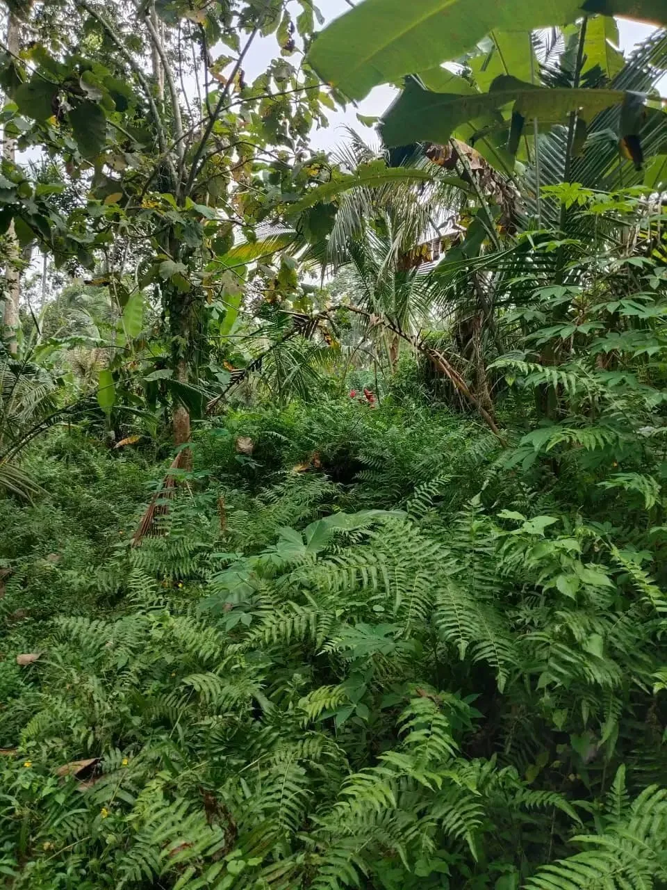 Tanah 5200m² View Jungle dan Sawah Eksotis di Kendran Ubud - Image 3 of 10