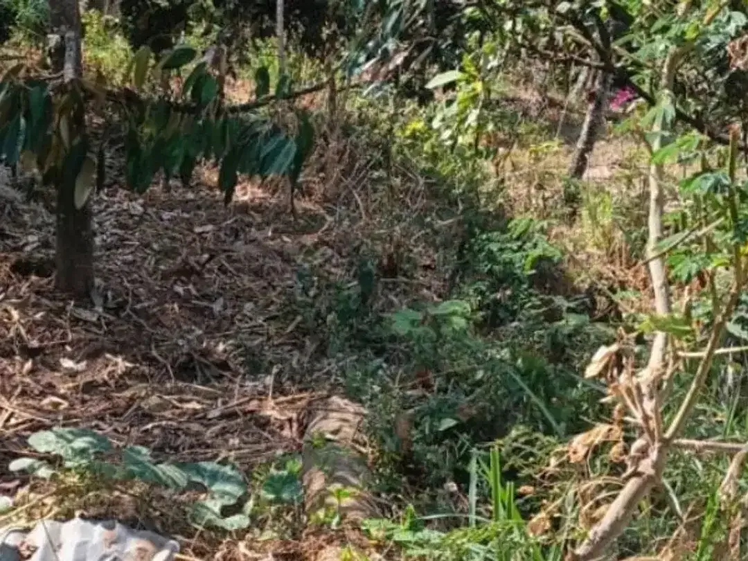 TANAH DI KUBUTAMBAHAN BULELENG - Image 4 of 6