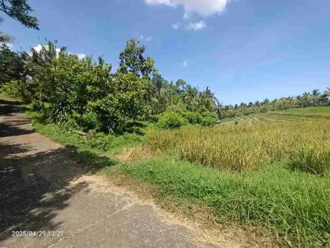 Kebun Durian View Sawah Zona Kuning 15 Menit Dari Pantai Di Bali - Image 1 of 5