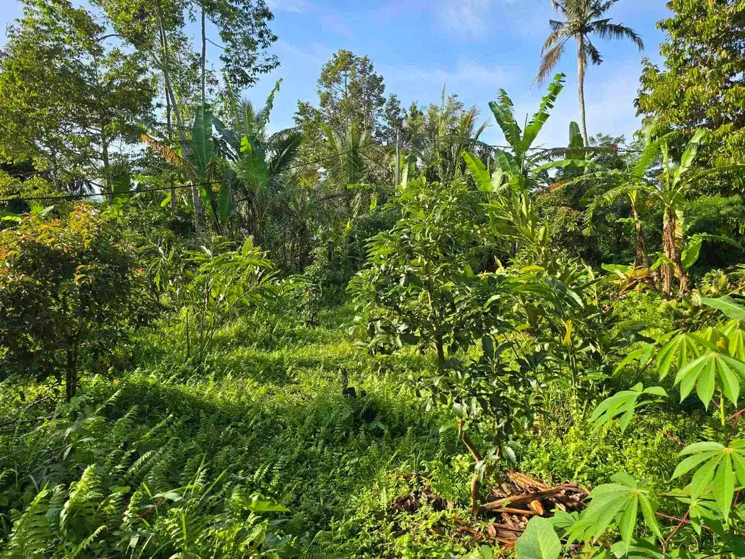 Dijual tanah murah view gunung cantik di tabanan bali - Image 8 of 10