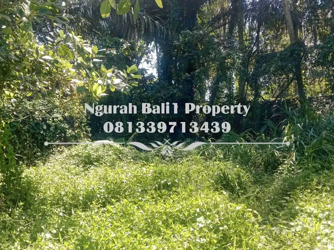 Tanah Premium Disewakan Luas 16,35 Are Kawasan Villa Lokasi Deket Pelangi School Ubud - Image 6 of 8
