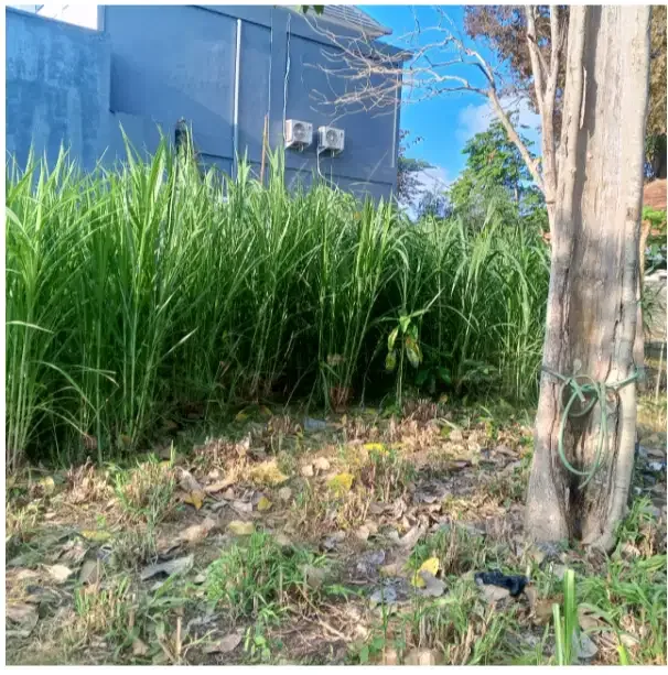 Land for Rent at Pecatu - Image 7 of 10