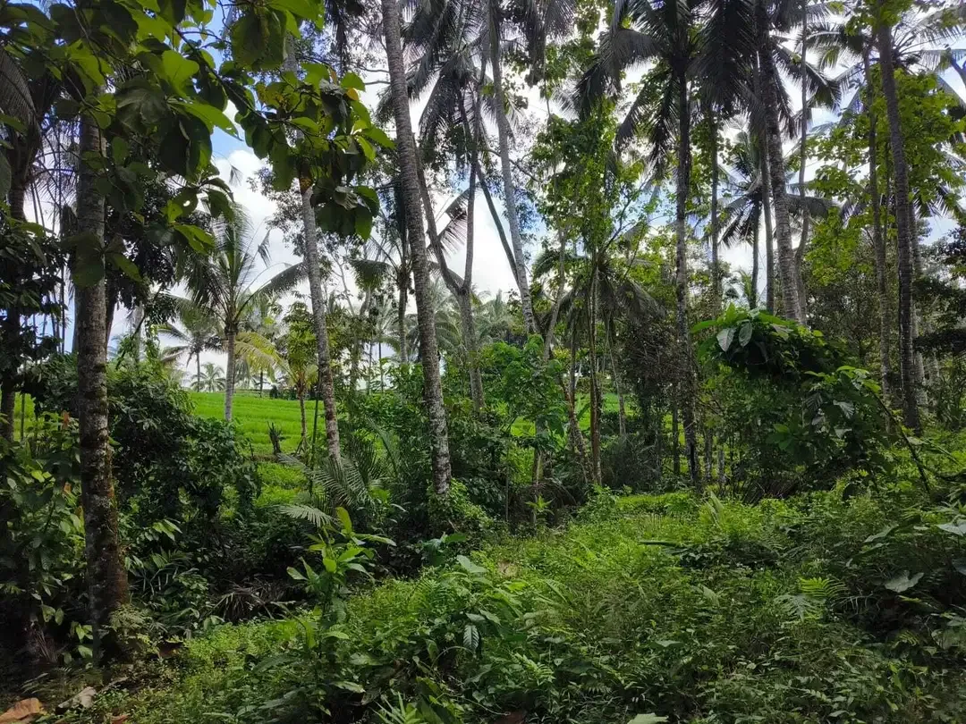Dijual tanah 9 are view sawah akses jalan hotmix - Image 5 of 8
