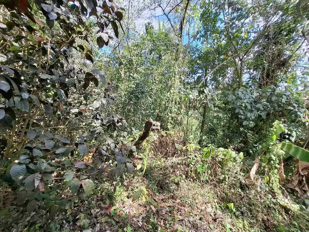 tanah kebun strategis dekat fasilatas umum dan tempat wisata mendapatkan view sawah terasering - Image 9 of 10