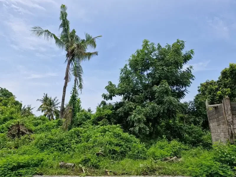 Jual Tanah strategis  Butuh Uang di Lovina Singaraja - Image 3 of 4