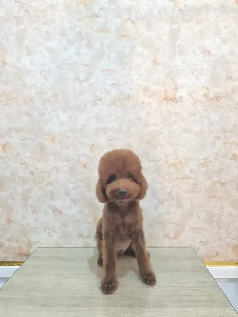 Grooming anjing profesional - Image 4 of 10