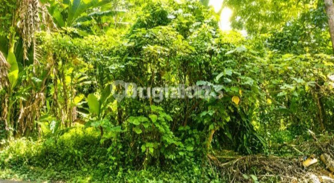 Tanah Tabanan Cocok untuk Investasi - Image 3 of 4
